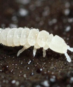 Live Springtails - Bioactive Terrarium এর জন্য Natural Clean-Up Crew