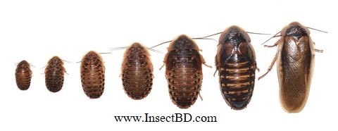Dubia Roaches (ডুবিয়া রোচ) - Image 6