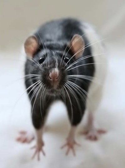 Premium Feeder Mouse - Image 6