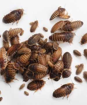 Dubia Roaches (ডুবিয়া রোচ)