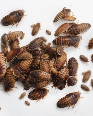 Dubia Roaches (ডুবিয়া রোচ)