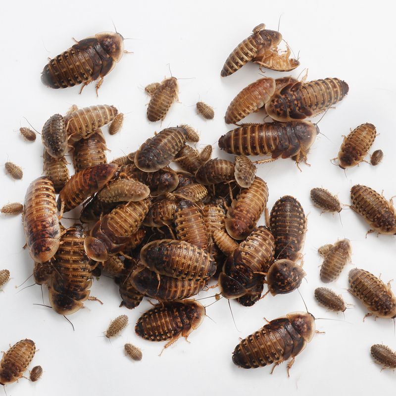 Dubia Roaches (ডুবিয়া রোচ)
