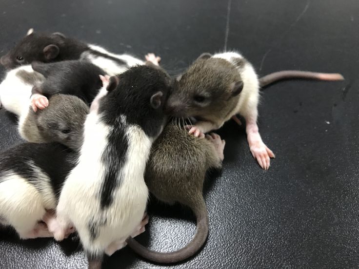 Premium Feeder Mouse - Image 10