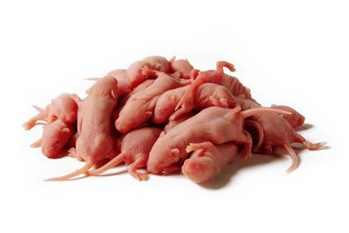 Premium Feeder Mouse - Image 8