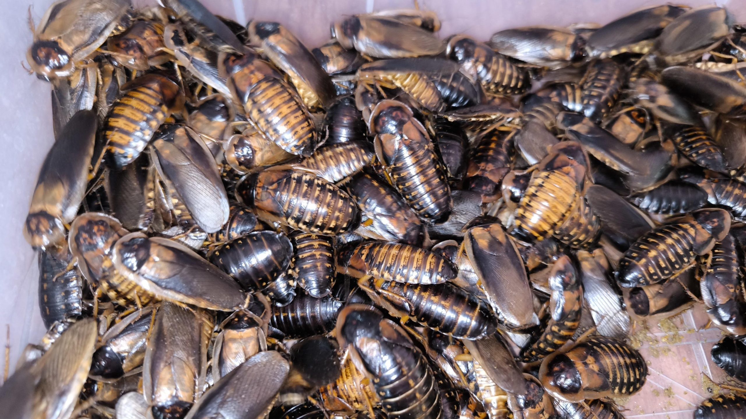 Dubia Roaches (ডুবিয়া রোচ) - Image 4