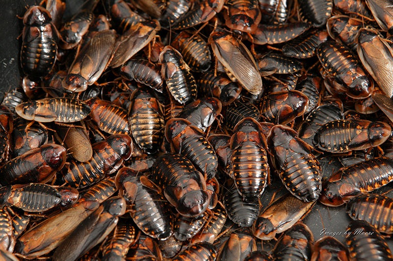 Dubia Roaches (ডুবিয়া রোচ) - Image 2