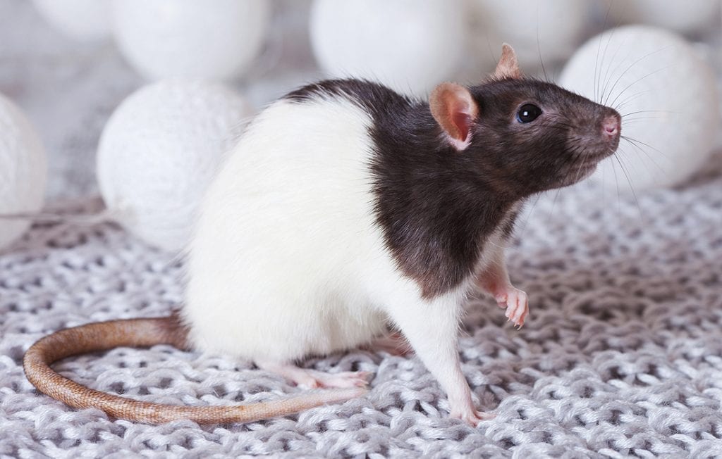 Premium Feeder Mouse - Image 11