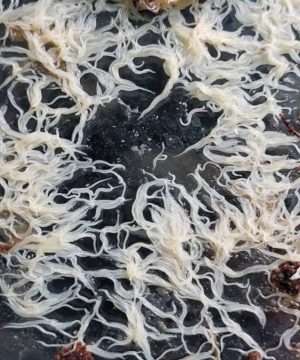 লাইভ Grindal Worm ( মাছের লাইভ খাবার )