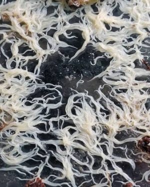 লাইভ Grindal Worm ( মাছের লাইভ খাবার )