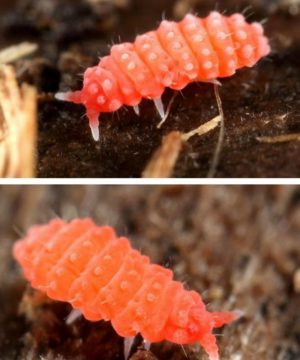 ORANGE SPRINGTAILS 🧡