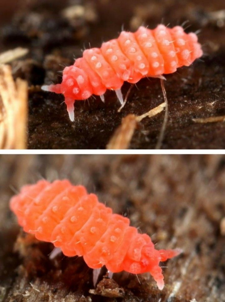 ORANGE SPRINGTAILS đ§Ą