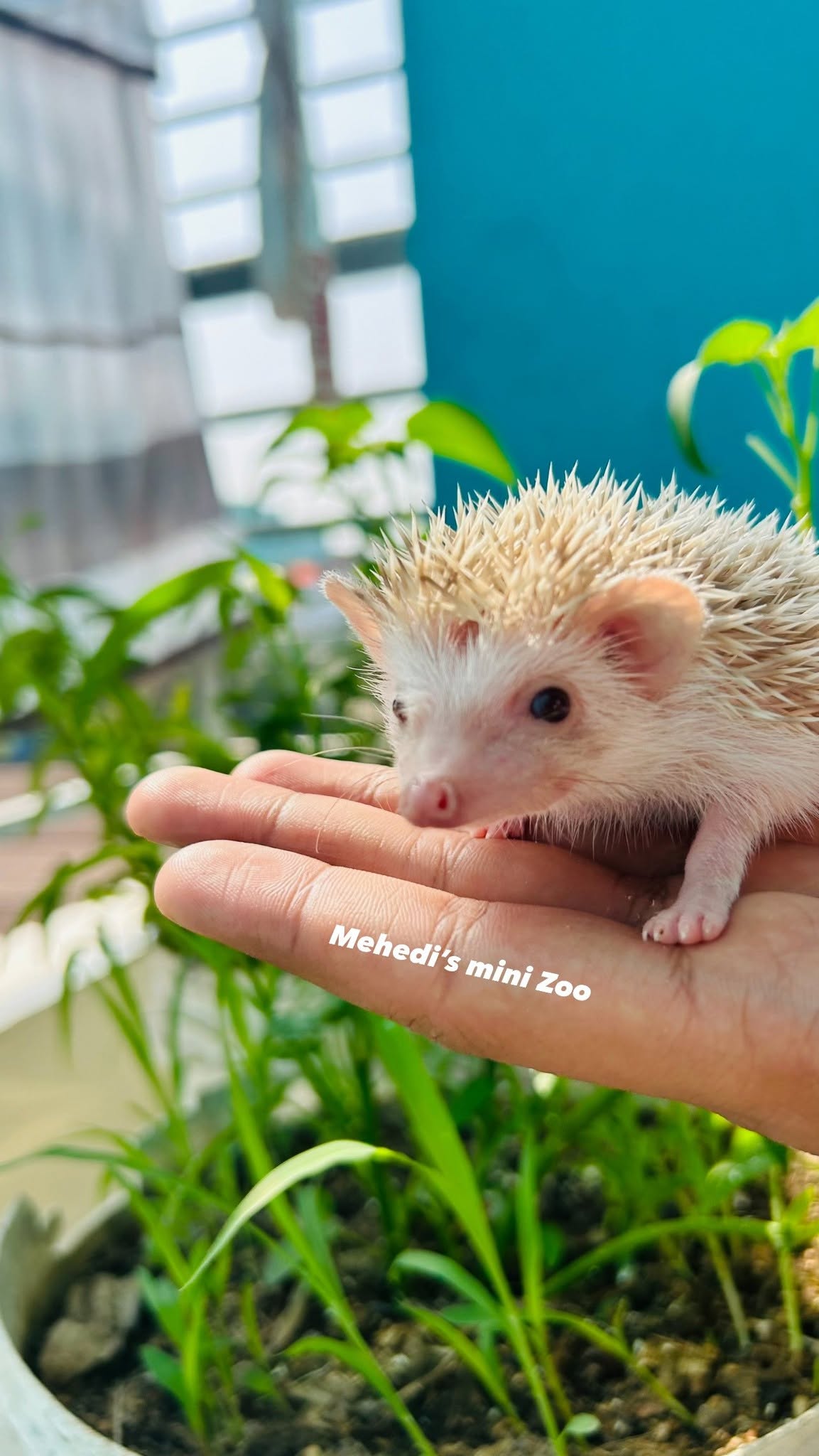 Mehedi’s mini Zoo - Image 3