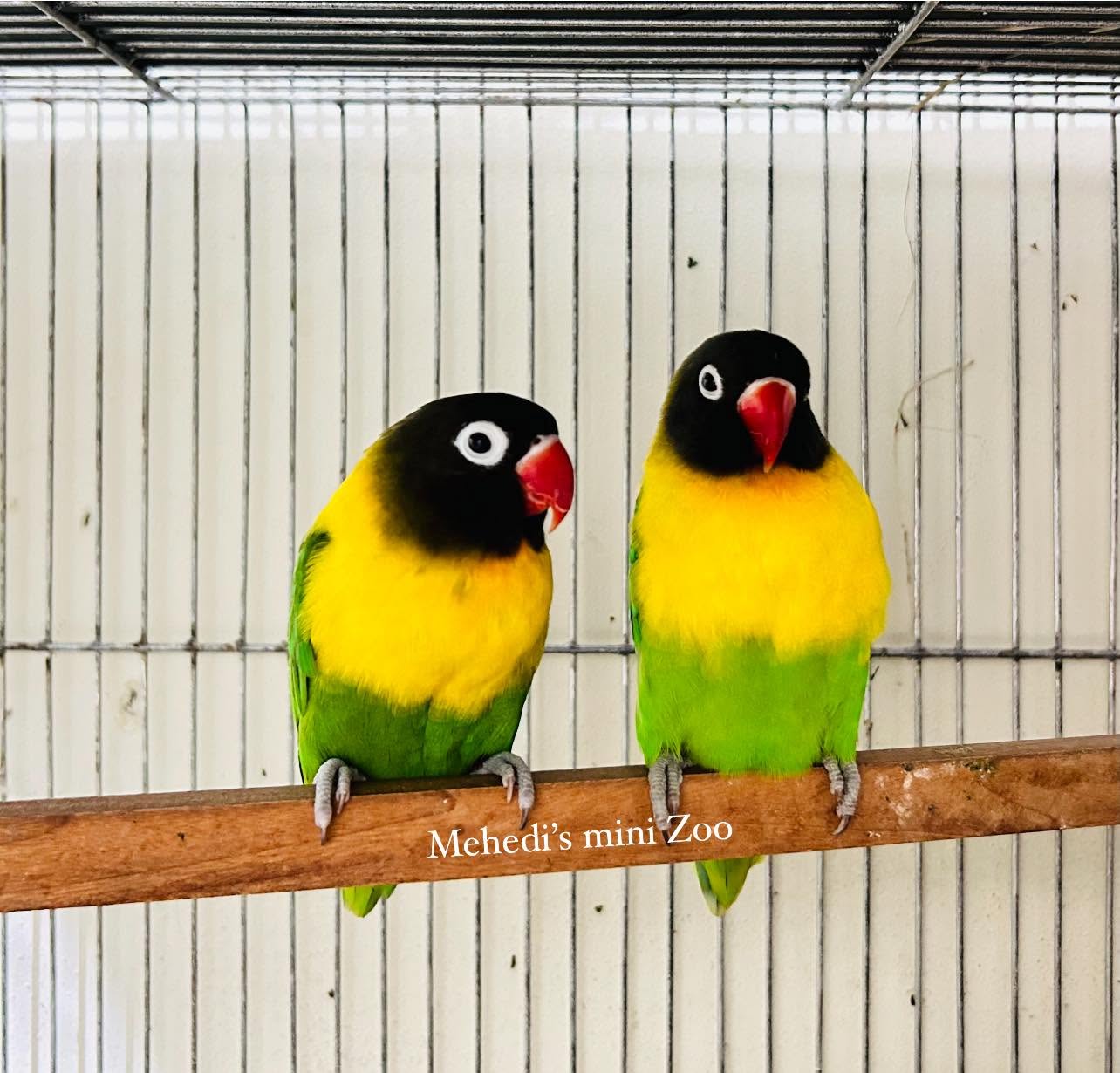 Mehedi’s mini Zoo - Image 4