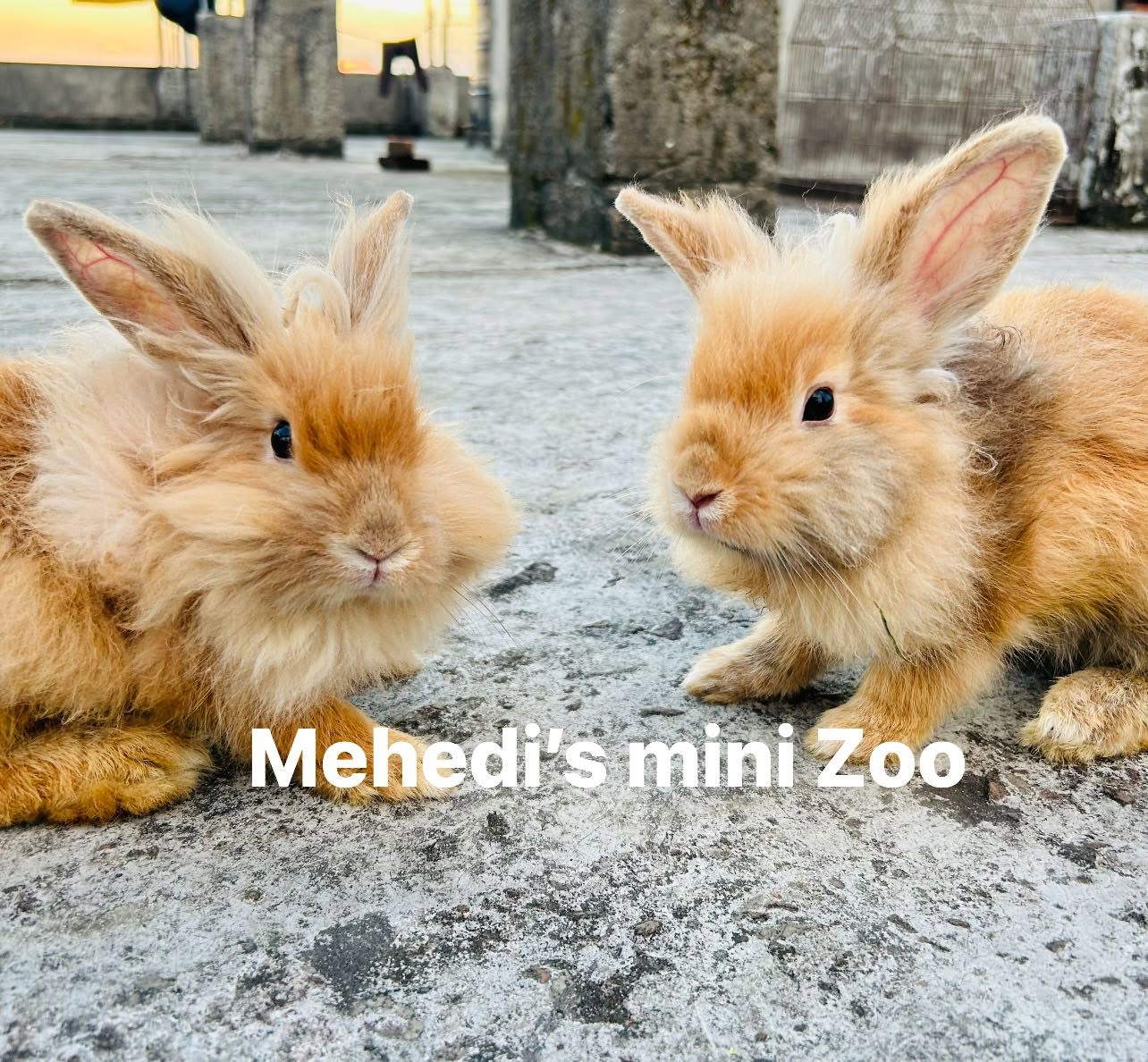 Mehedi’s mini Zoo - Image 5