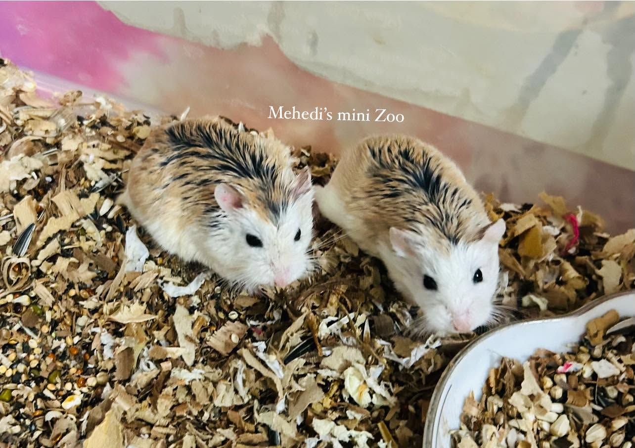 Mehedi’s mini Zoo - Image 6