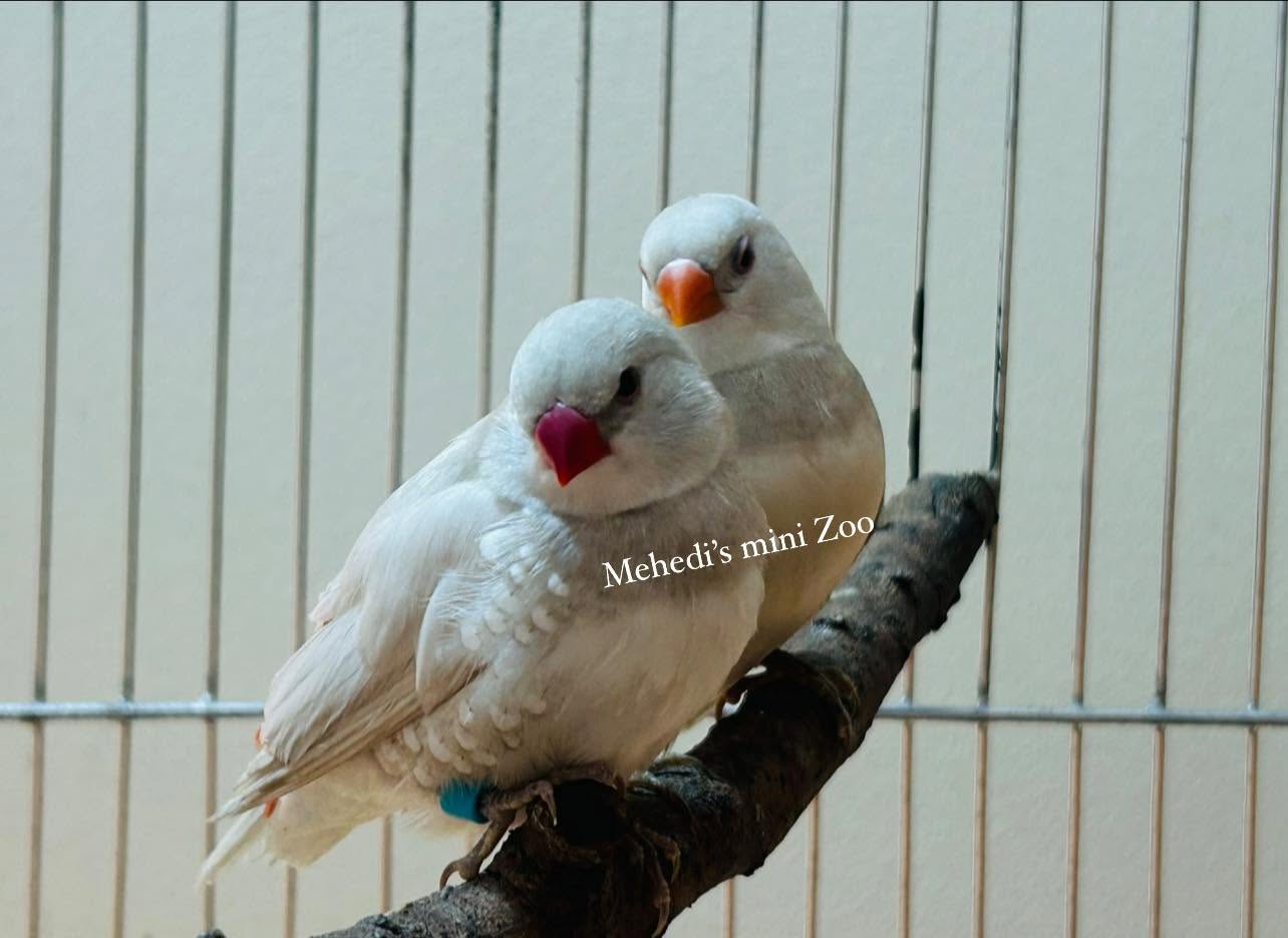 Mehedi’s mini Zoo - Image 7