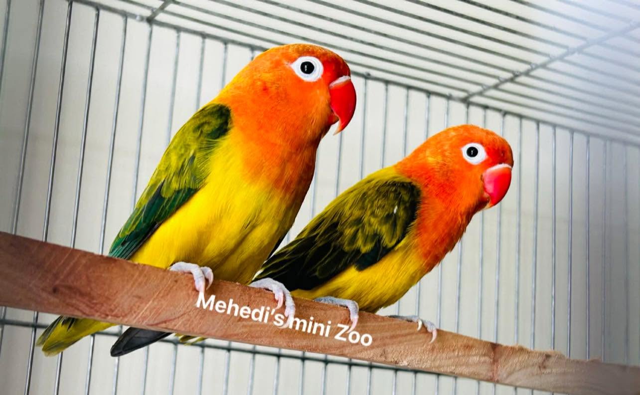 Mehedi’s mini Zoo - Image 8