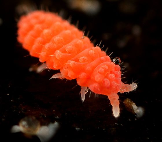 ORANGE SPRINGTAILS đ§Ą - Image 2