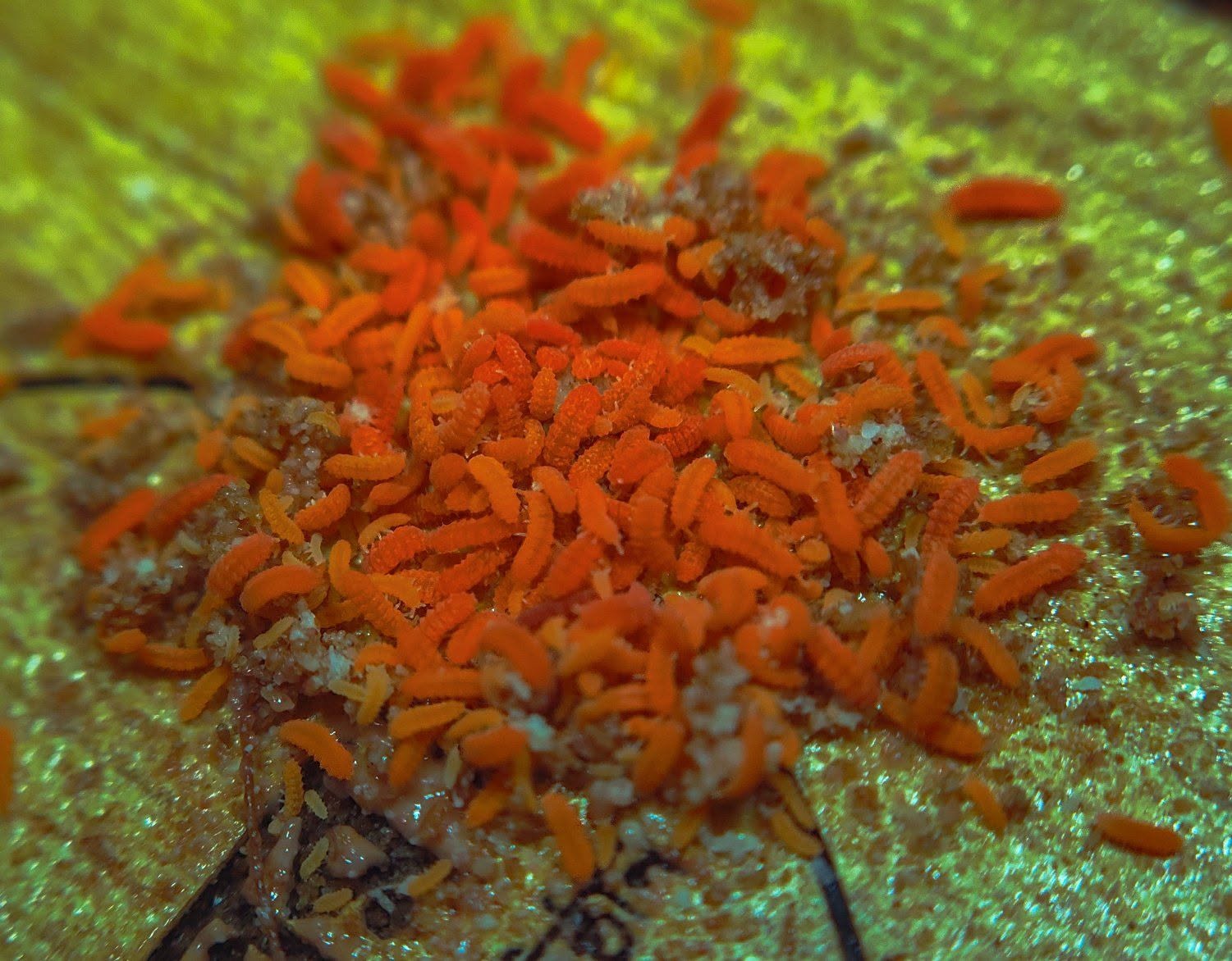 ORANGE SPRINGTAILS đ§Ą - Image 3