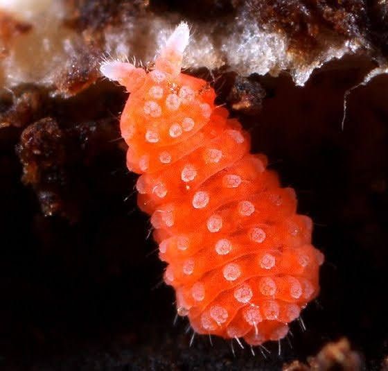 ORANGE SPRINGTAILS đ§Ą - Image 4
