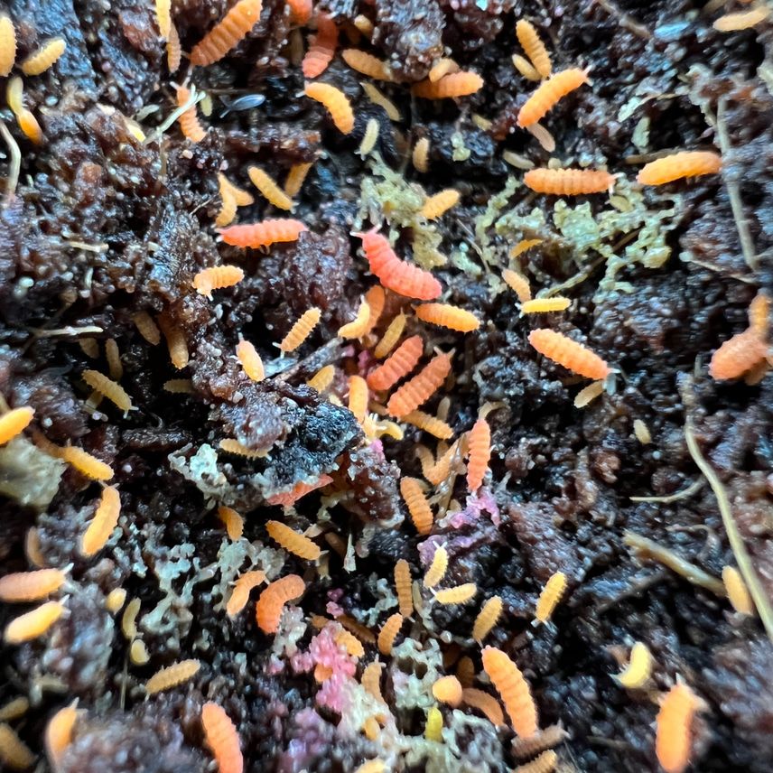 ORANGE SPRINGTAILS đ§Ą - Image 5