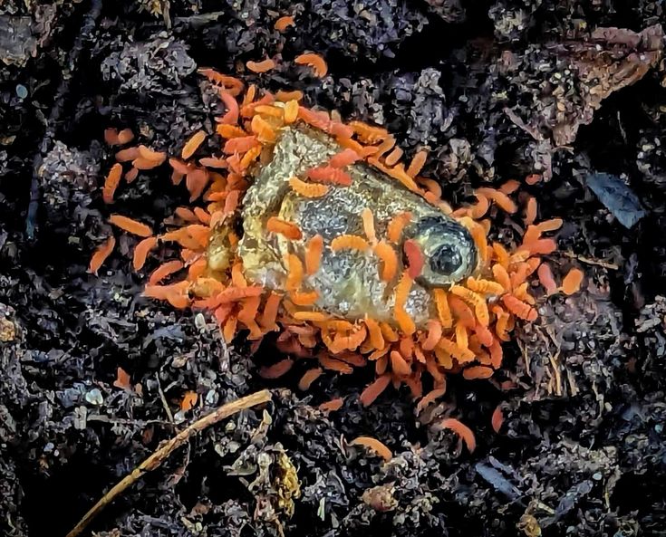 ORANGE SPRINGTAILS đ§Ą - Image 6