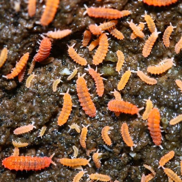 ORANGE SPRINGTAILS đ§Ą - Image 7
