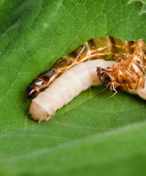 Pure Mealworm Exuviae / Mealworm Shell ( মিলওয়ার্ম এর খোলস )