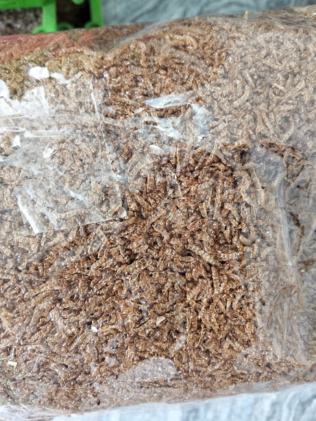 Pure Mealworm Exuviae / Mealworm Shell ( মিলওয়ার্ম এর খোলস ) - Image 6